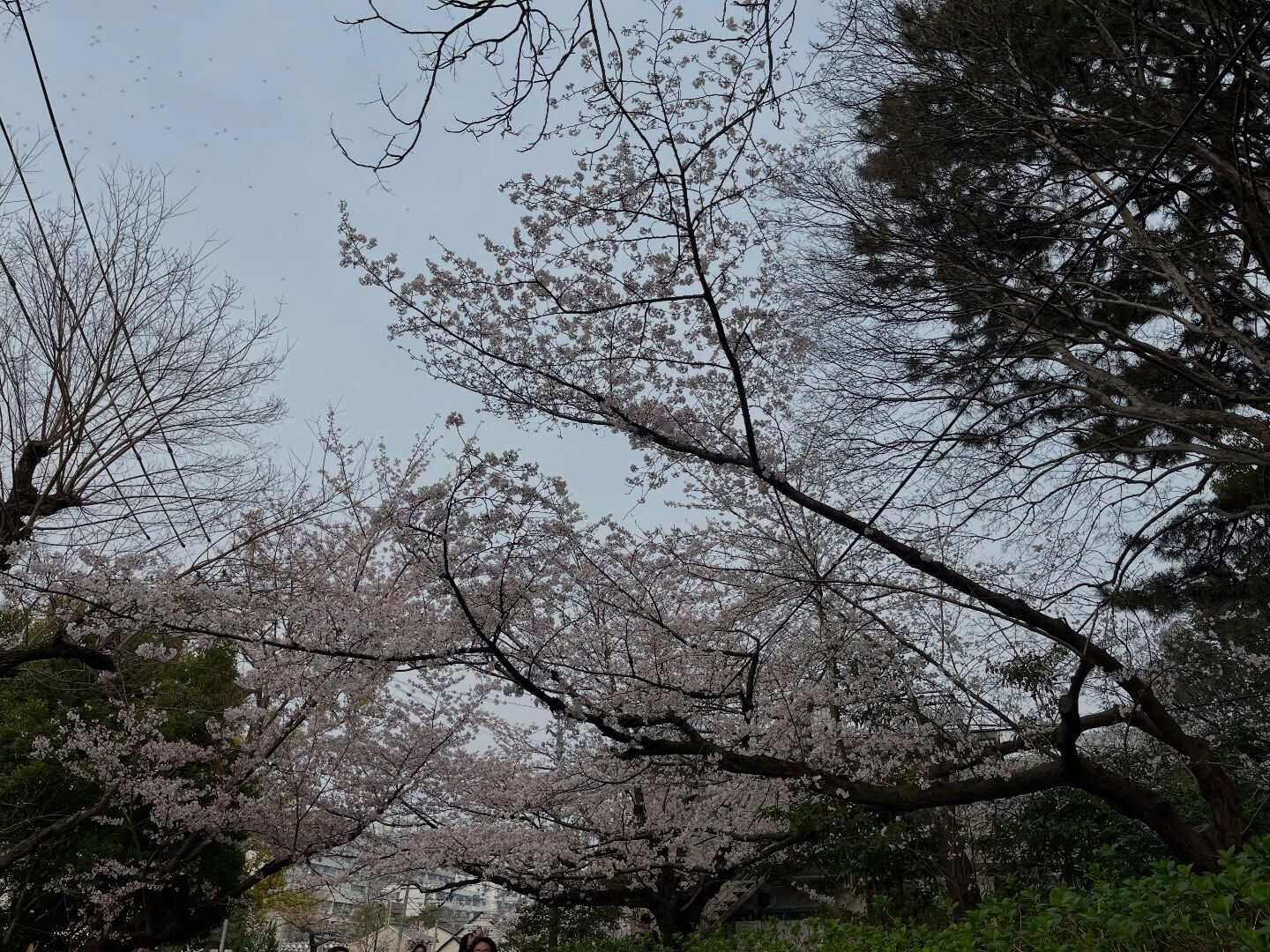 鶴舞公園の花見なう🌸