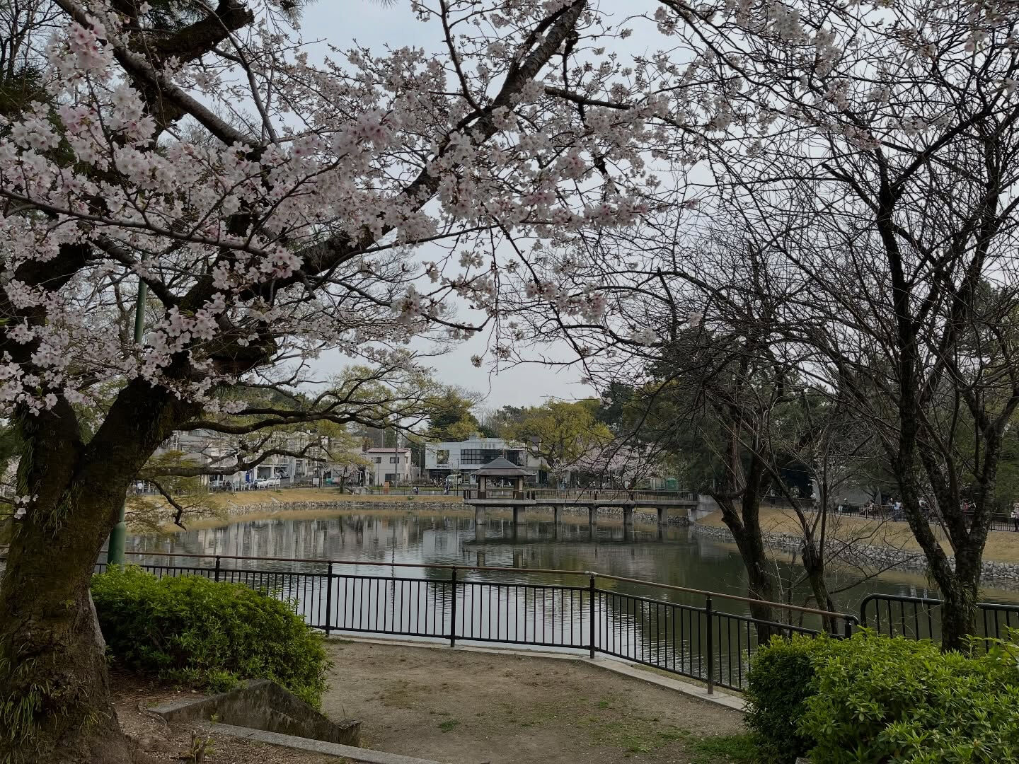 鶴舞公園の花見なう🌸