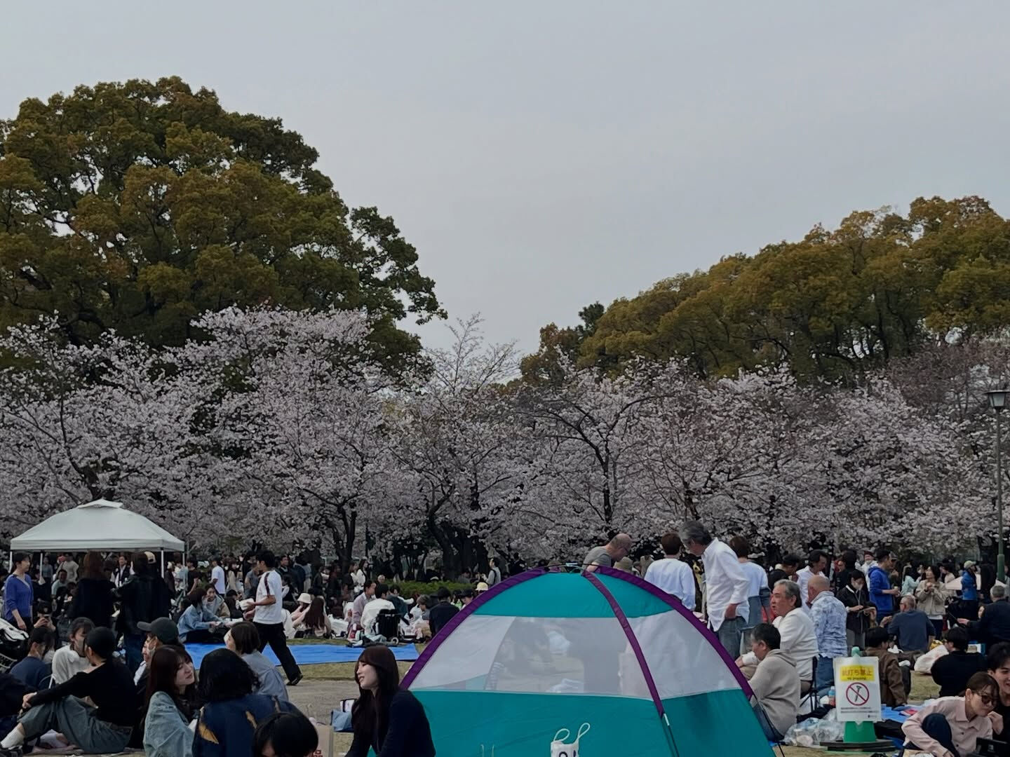 鶴舞公園の花見なう🌸